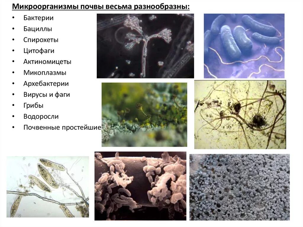 Функции микроорганизмов в почве. Простейшие бактерии грибы архебактерии. Бактерии которые обитают в почве и название. Патогенные микроорганизмы почвы. Название группы организмов бактерии