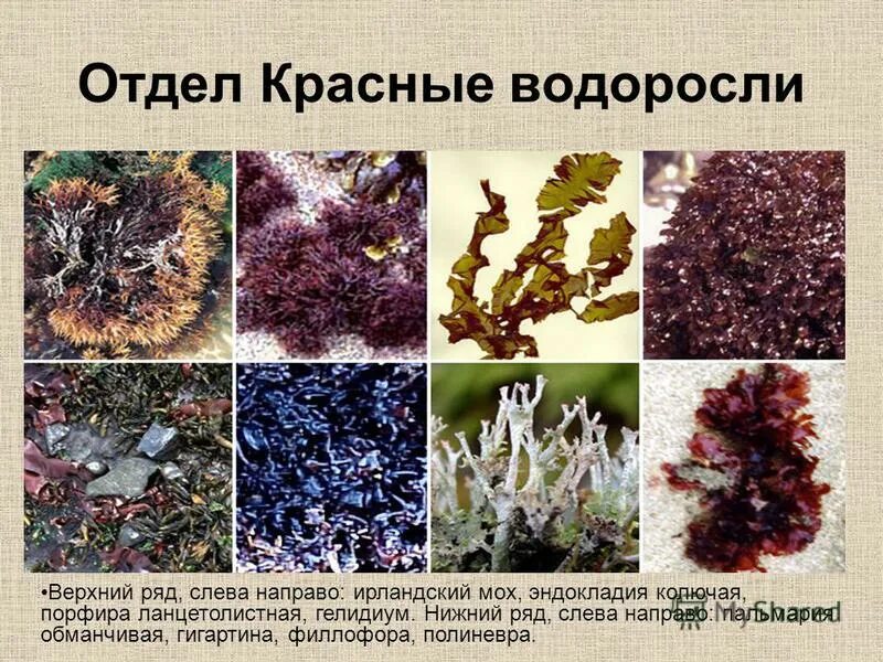 Многоклеточные красные водоросли. Красные водоросли представители. Филлофора водоросль сообщение.