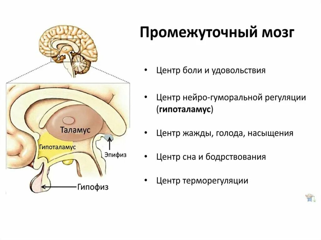 Схема строения промежуточного мозга. Головной мозг промежуточный мозг строение и функции. Промежуточный мозг отделы и функции. Промежуточный мозг отделы промежуточного мозга строение.