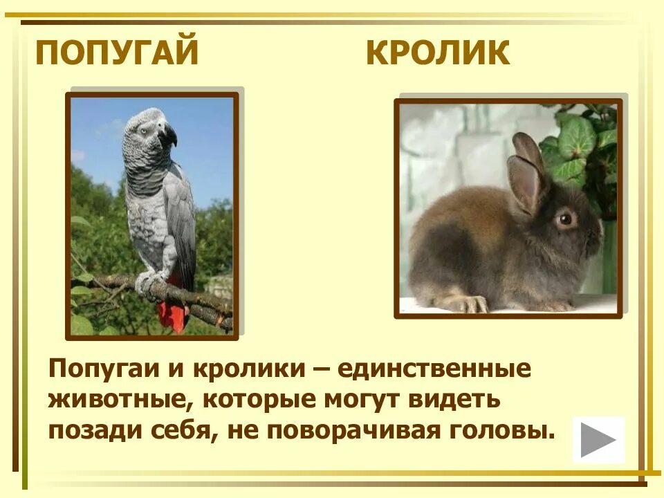 Фактов о животных 3 класс. Интересные факты о животных. интересные факты о домашних животных. интересные факты из жизни животных. интересные факты о животных для детей 1 класса.