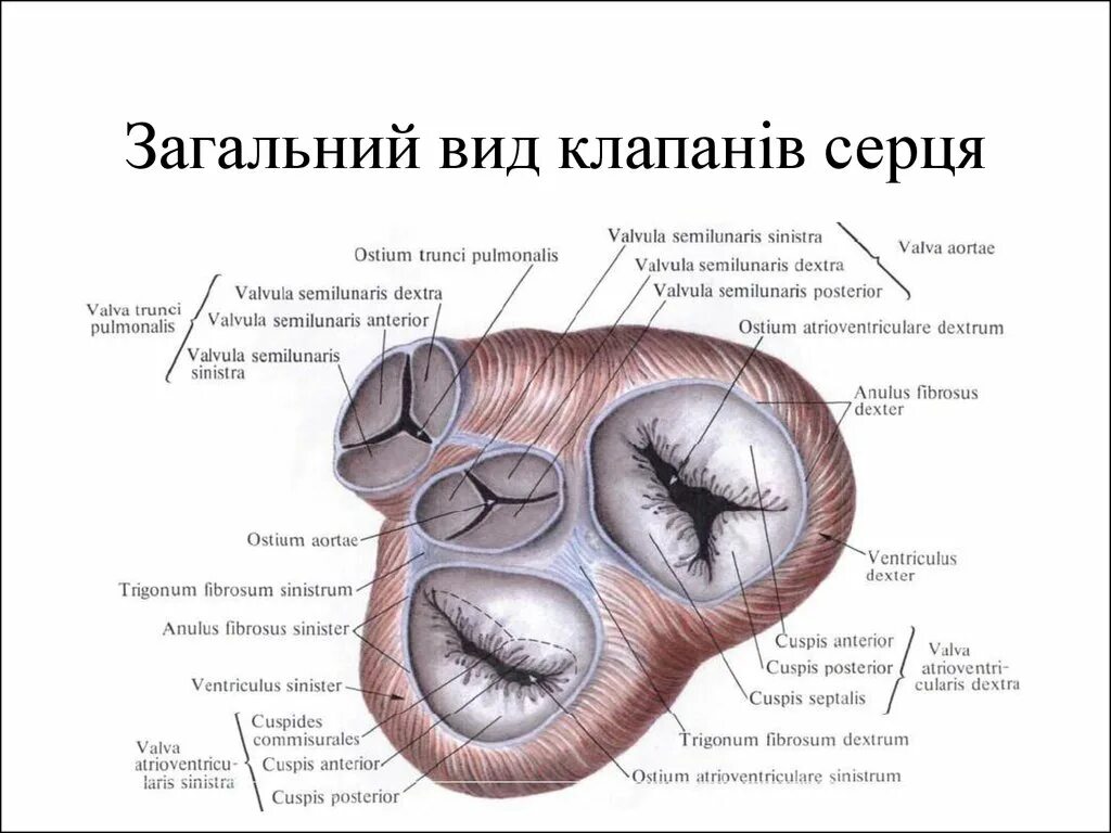 Поперечный срез сердца человека схема. Клапан легочного ствола анатомия. Фиброзные кольца клапанов сердца. Строение клапанов сердца анатомия.