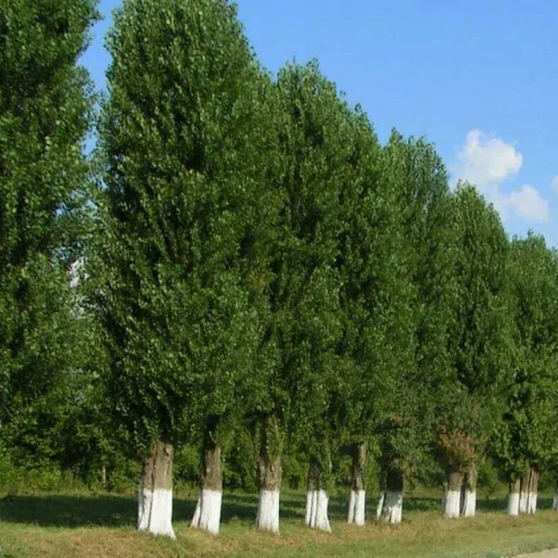 Вдоль аллеи росло несколько деревьев