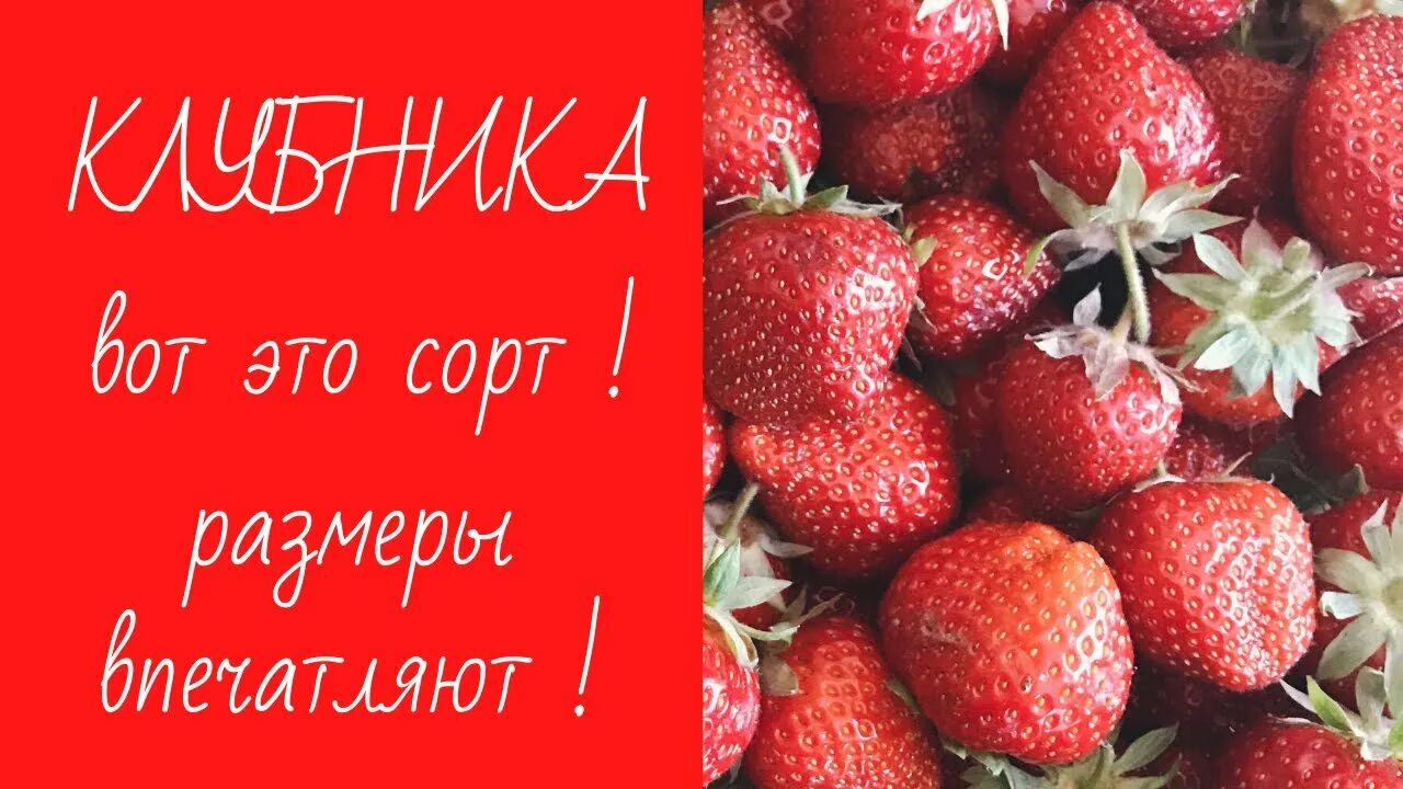 Клубника эви описание сорта фото отзывы ЭВИ-2 (Evie-2) Ремонтантные сорта Земляника садовая Продукция Opitomnik.