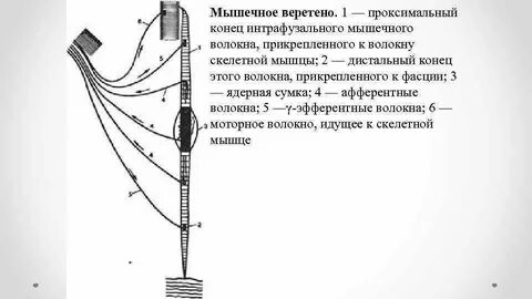 Схема веретена