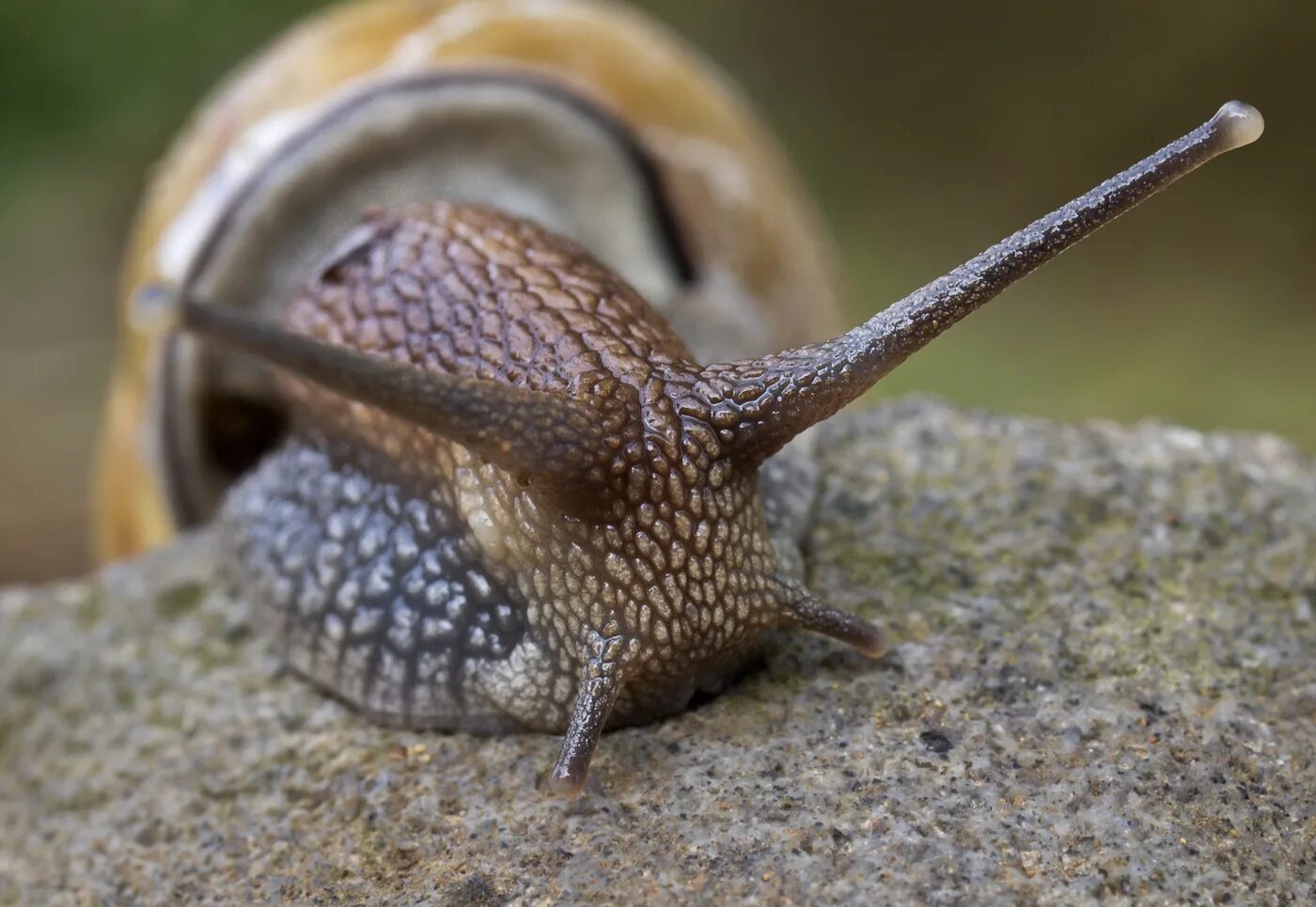 рожки улитки. улитка вблизи. даниэль арасс взгляд улитки. глаза улитки. виноградная улитка глаза.