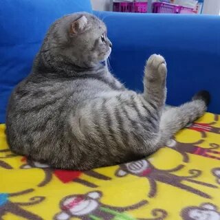 Шотландский кот сидит