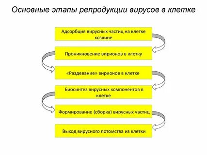 Репродукция этапы