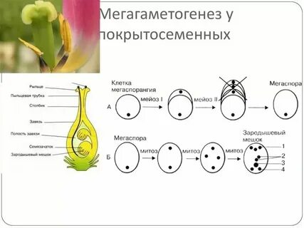 Перенос мужского гаметофита ветром слияние