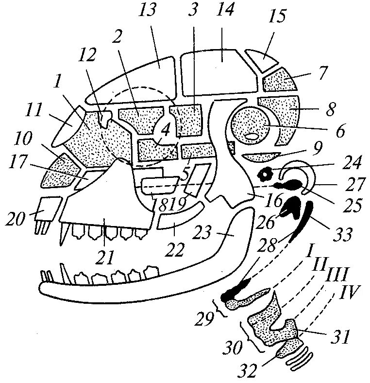 Череп млекопитающего схема сбоку снизу. Схема черепа млекопитающих. Схема черепа млекопитающих по Веберу. Череп акулы сбоку и мозг череп млекопитающего схема.