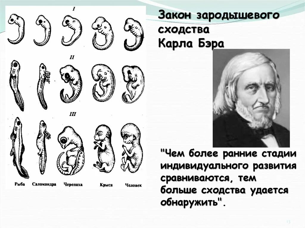 Онтогенез позвоночных закон геккеля. Закон зародышевого сходства Бэра.