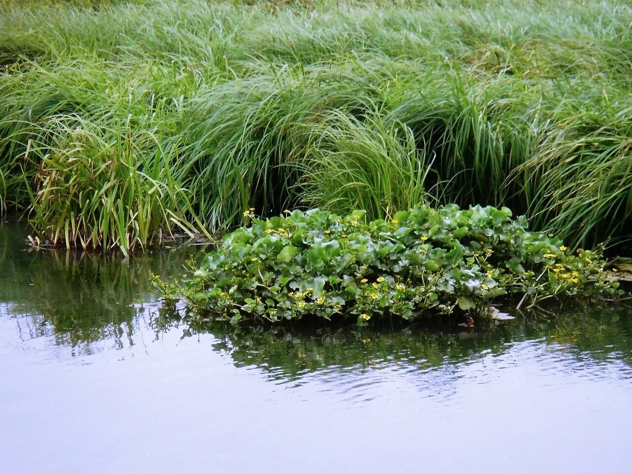 болотная 8 букв