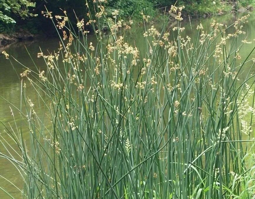 Камыш растение фото. Камыш Озёрный Scirpus lacustris. Рогоз Озерный. Куга Озерный камыш. Камыш Лесной укореняющийся.