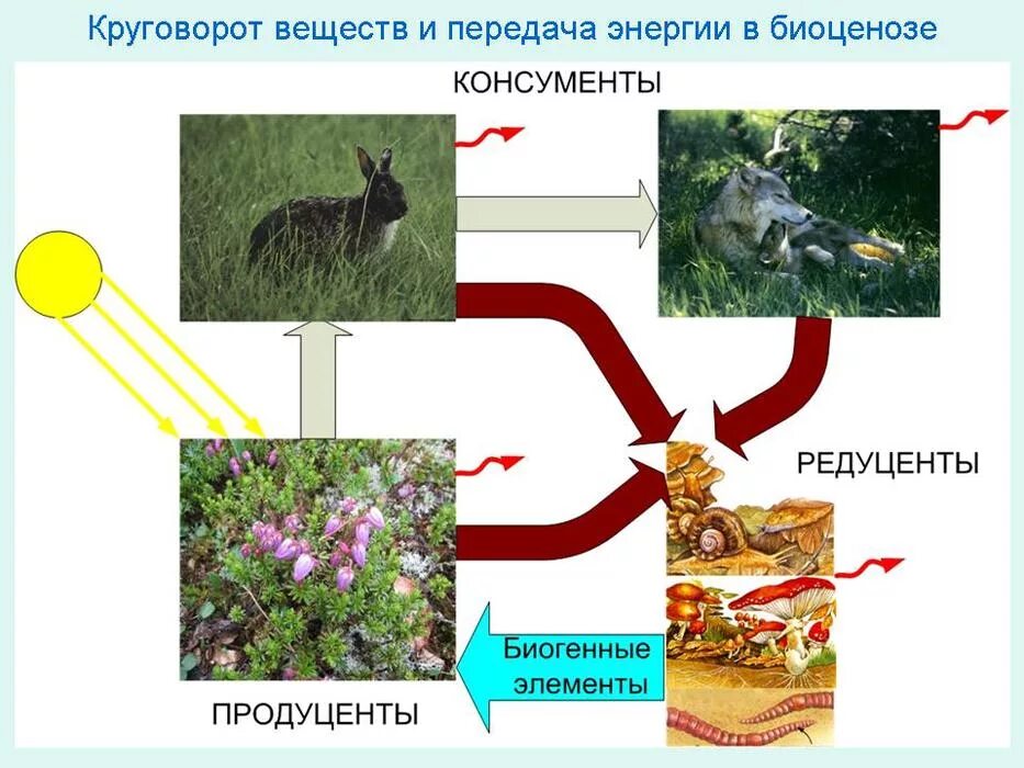 Круговорот веществ продуценты консументы редуценты. Цепь редуценты продуценты. Круговорот веществ продуценты- консументы- редуценты 5 класс. Пищевая цепь консументы редуценты.