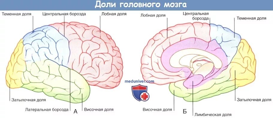 Центральная извилина мозга. Анатомия коры головного мозга доли борозды извилины. Конечный мозг. Полушария головного мозга. Доли, борозды, извилины.. Строение полушарий головного мозга доли борозды извилины. Сильвиева борозда головного мозга.