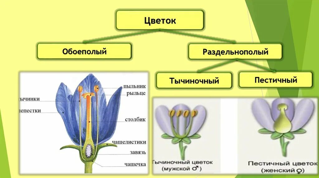 Обоеполые раздельнополые растения