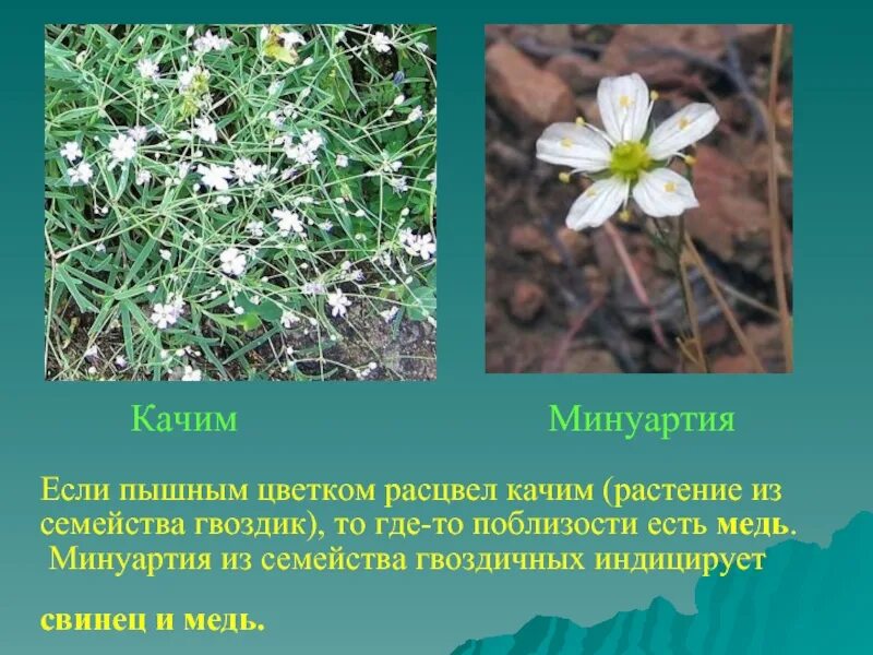 Растения которые помогают искать полезные ископаемые. Растения индикаторы полезных ископаемых. растения – индикаторы презентация. растения которые помогают. какие растения помогают найти полезные ископаемые.