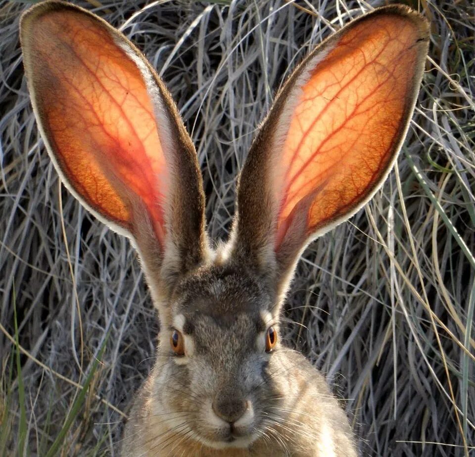 Про смешного зайца. Заяц с большими ушами. Смешной заяц. Уши зайца. Длинноухий заяц.