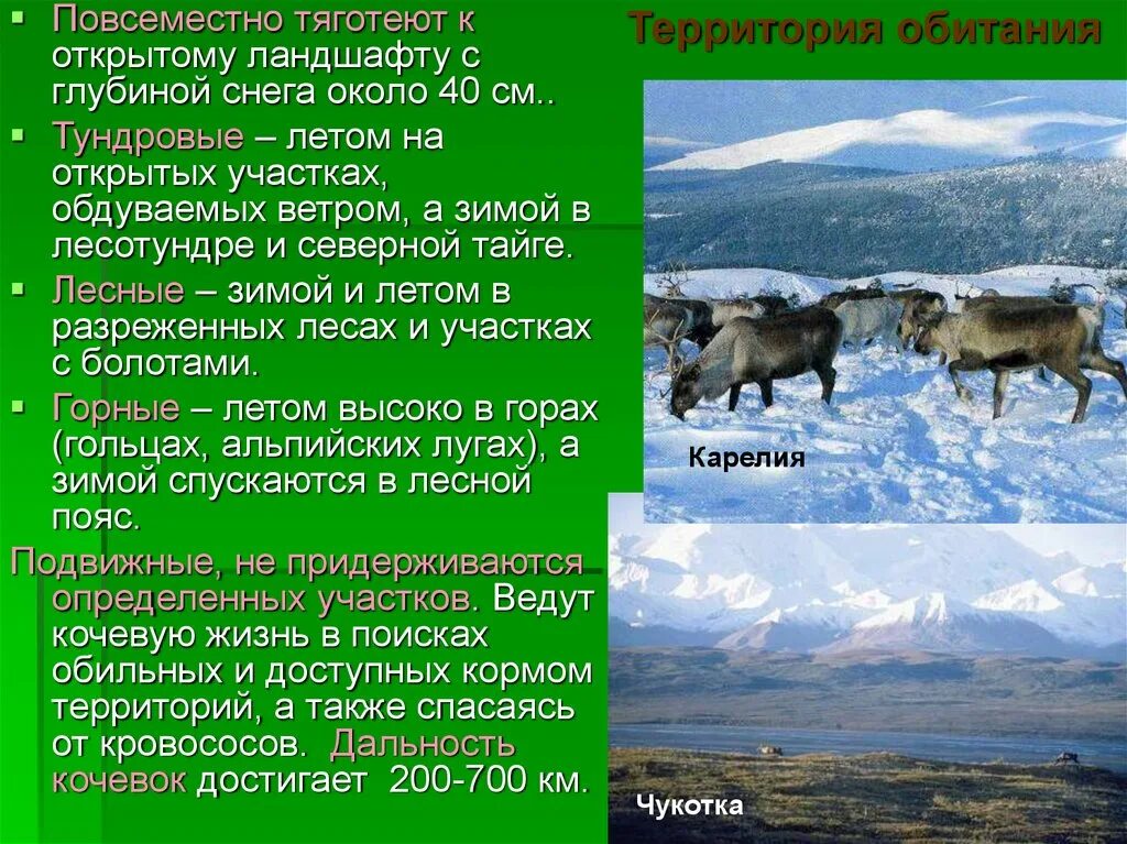 Северный олень приспособленность к среде обитания. Приспособление Северного оленя к среде обитания. Условия приспособления Северного оленя. Адаптации Северного оленя. Приспособления к условиям обитания северных оленей.