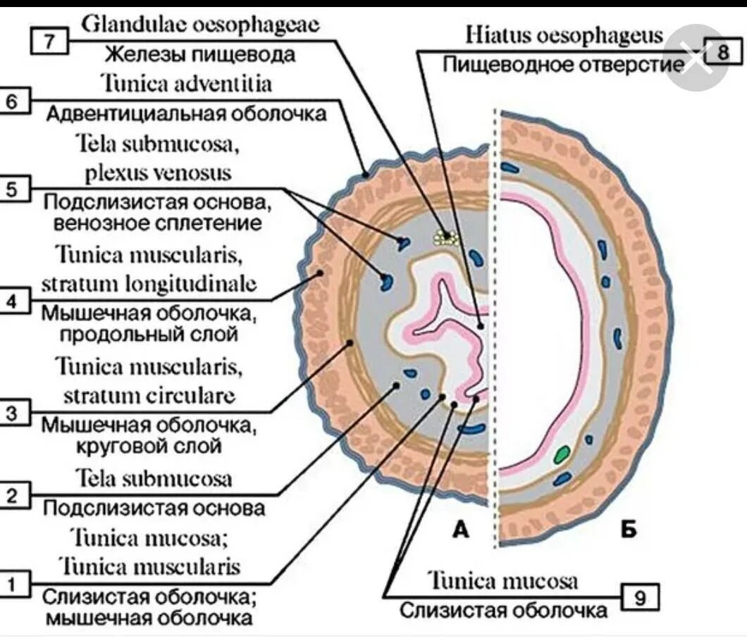 Строение стенки пищевода поперечный срез. Строение оболочек стенки пищевода. Поперечный срез пищевода гистология. Пищевод поперечный срез рисунок.