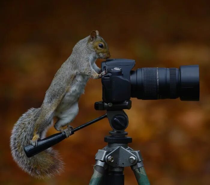 Как снимать животных в студии. Съемка животных. белка с фотоаппаратом. животное с фотоаппаратом. фотоаппарат.для съемки диких животных.
