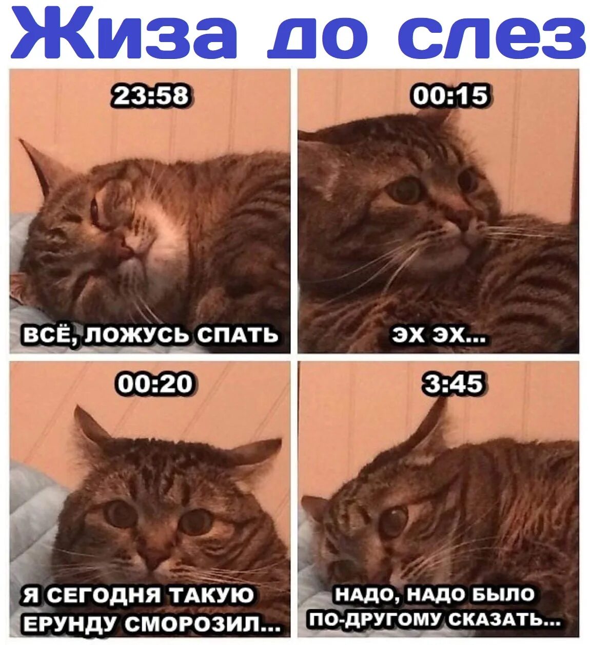 4 утра не спишь. Коты мемы. Мемы с котами хочу спать. Надо спать Мем. Кот ложится спать.