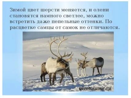 Предложение северный олень