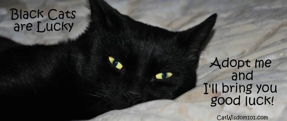 Черные котята во сне к чему снятся. Черный кот на удачу. Черная кошка в Британии. Черные коты в Англии. Дурная черная кошка.