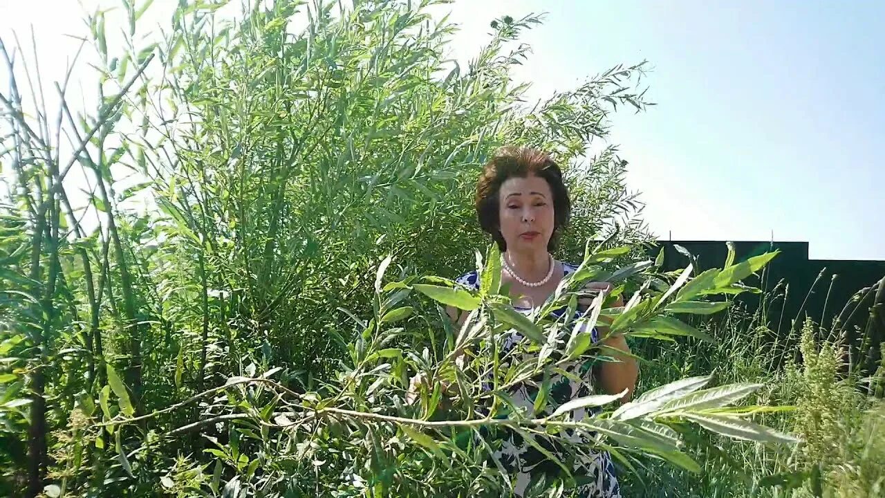 Тибетская медицина лекарства. Лекция фитотерапевта. Лекция фитотерапевта. Фитотерапевт профессия. Фитотерапевт профессия.