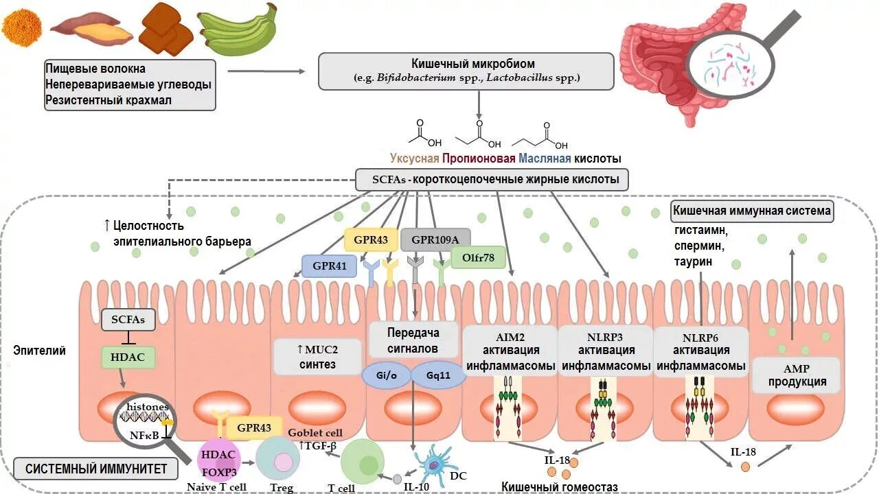 Резистентный крахмал. Крахмал внутриклеточный в кале. Крахмал в клубнях картофеля. Характеристика крахмала. Микроскопия кала йодофильная флора.