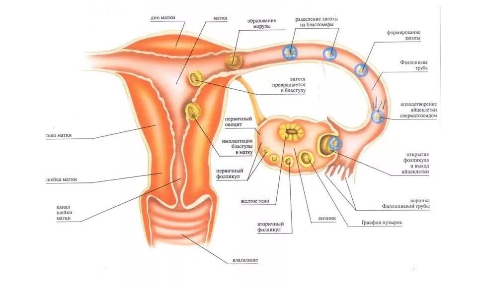 Где происходит образование яйцеклеток. Оплодотворение яйцеклетки и образование зародыша. Схема оплодотворения яйцеклетки. Образование и движение оплодотворенной яйцеклетки схема. Схема оплодотворения человека в матке.