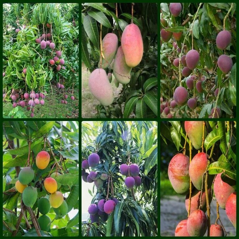 Манго где растет страны. Манго где растет страны. Карликовое манговое дерево. Манго растет. Манговое дерево египет.