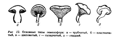 Трубчатые грибы рисунок