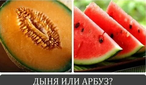 Арбуз или дыня прикол