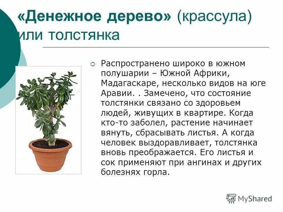 Свойства толстянки денежное дерево. Толстянка денежное дерево лечебные свойства. Фикус толстянка. Толстянка денежное дерево характеристика. Толстянка описание растения.