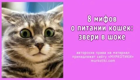 Норм кот