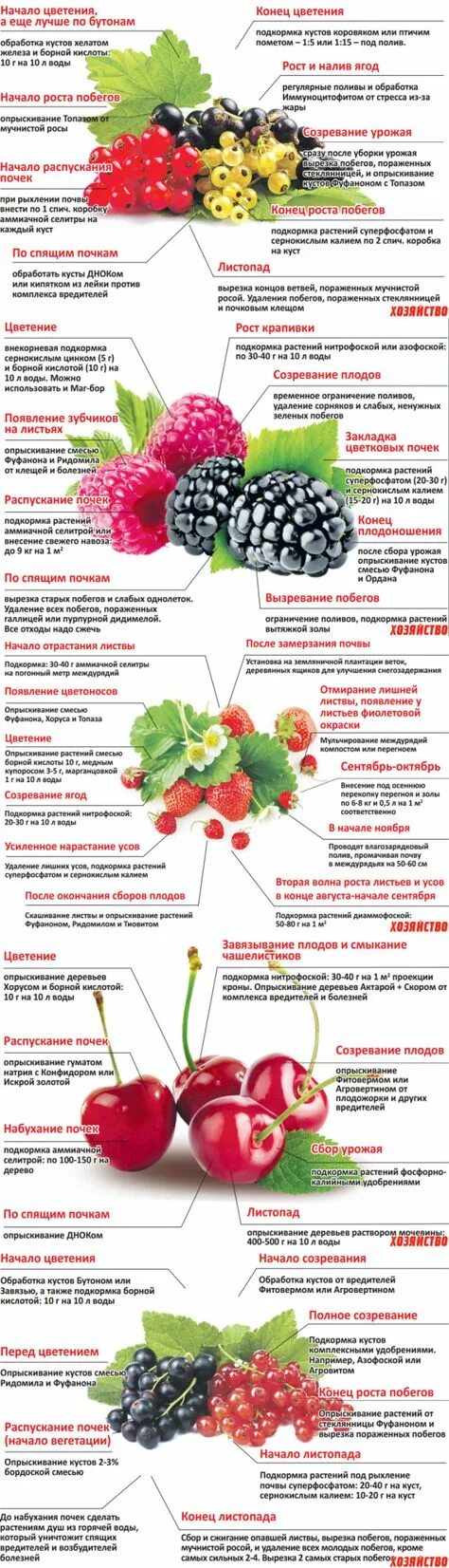 Схемы подкормок красной смородины. Схема обработки винограда весной. Подкормка плодовых деревьев таблица. Удобрение для смородины. Когда и чем подкормить черешню.