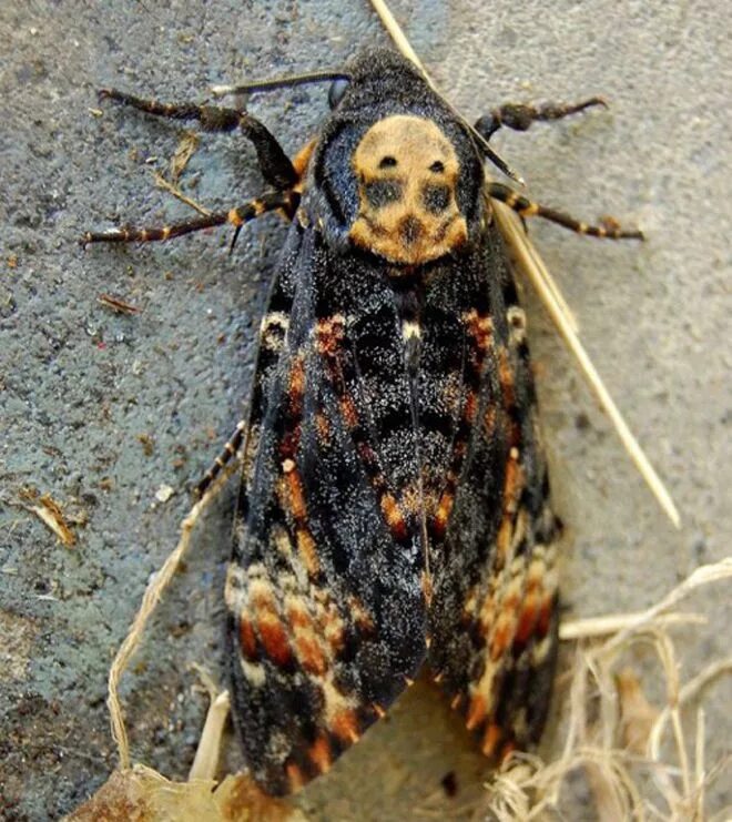 Маленькие девушки злятся. Лисий кузу опасный. Пронзительный угрожающий взгляд. Смешные угрожающие картинки. Выглядит угрожающе.