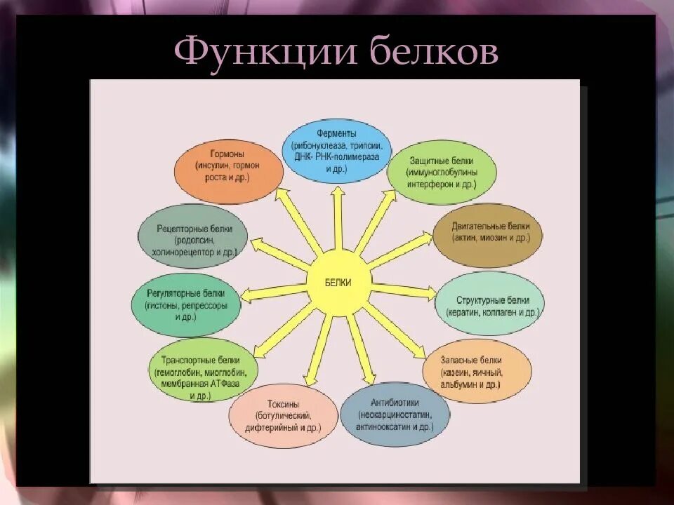 Каковы функции белков в клетках. Функции белков в клетке. функции белка в клетке. основные функции белков в клетке. запасная функция белков примеры.