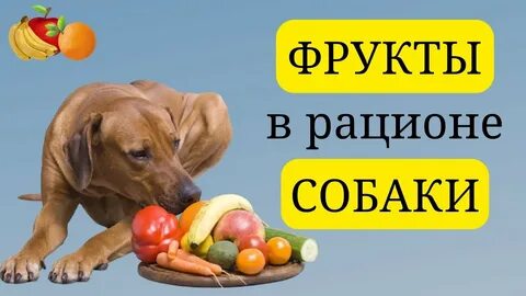 Какие фрукты можно давать щенку