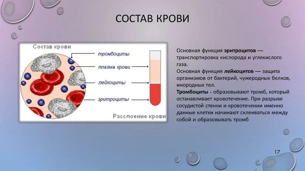 Тканевая жидкость образуется из эритроцитов лейкоцитов