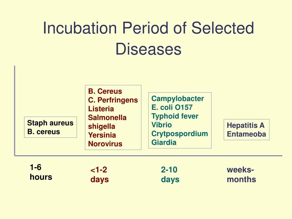 Incubation period. Incubation максимальный уровень опыта. Incubation period of and infection. E coli incubation.