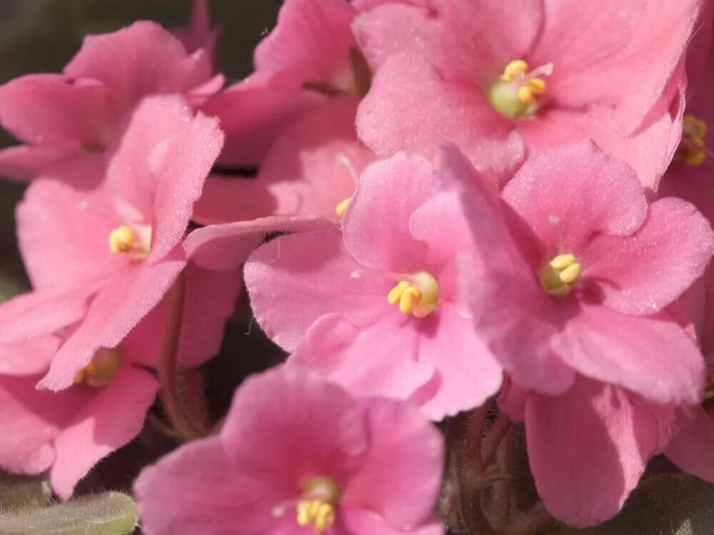 фиалка ек берегиня. фиалка сорт "розовая звезда". фиалка узамбарская розовая. фиалка сорт "розовая звезда". узамбарская фиалка махровая.