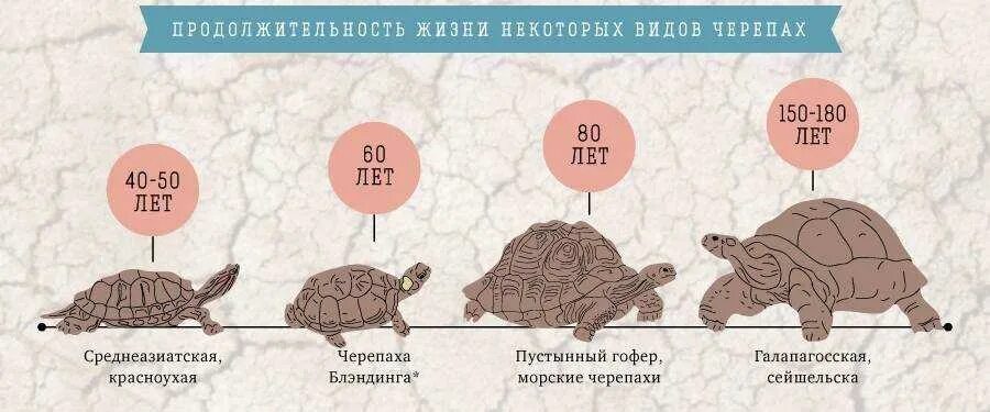 Черепаха в жизни человека. Продолжительность жизни черепахи. Срок жизни черепахи. Продолжительность жизнчерепахи н. Скоотко лет живет Черепаза.