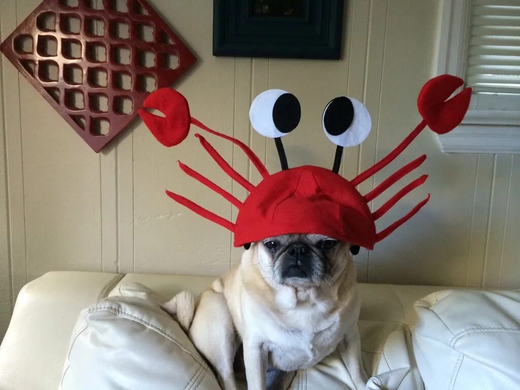 Такса на пляже. Костюм собаки. Игрушка краб. Собака краб. Собака с крабиком.