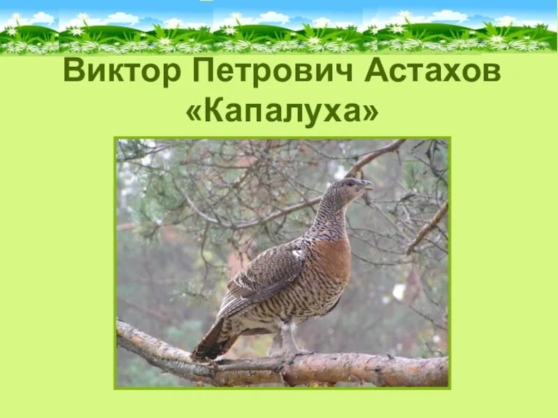 Капалуха астафьев краткое содержание. Капалуха 3. Афанасьев Капалуха. Капалуха литературное чтение.