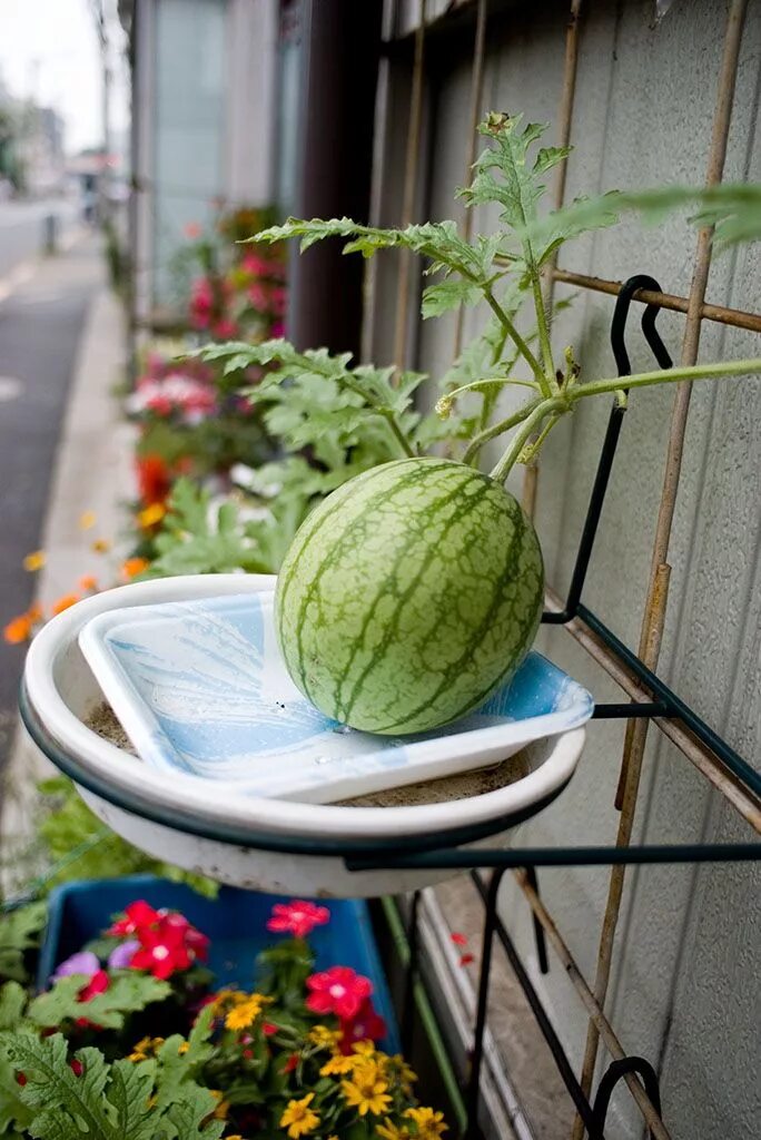 Выращивание арбуза в домашних условиях. Арбуз на балконе. Овощи на балконе. Домашний Арбуз. Арбуз на подоконнике.