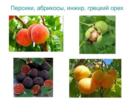 Карта персика