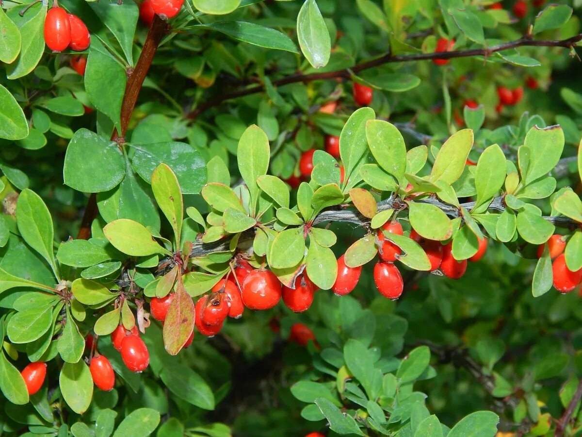 Барбарис южный. Барбарис buxifolia nana. барбарис самшитолистный &quot;nana&quot;. вечнозеленый барбарис самшитолистный.