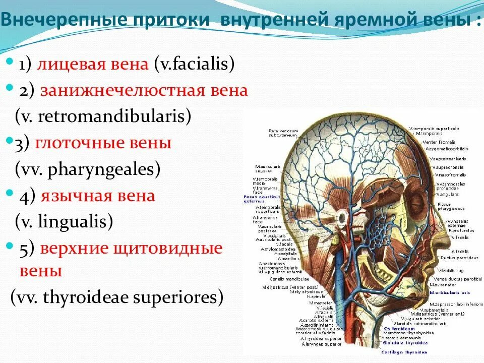 Воспаление внутренней оболочки вены латынь. Внутричерепные вены внутренней яремной. Внечерепные ветви внутренней яремной вены. Внечерепные притоки яремной вены. Внечерепные притоки внутренней яремной вены.