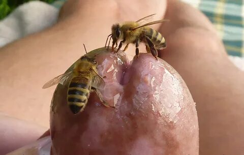 #honey bee. #honey big. #honey anthro. #honey female. #honey crown. #honey ...